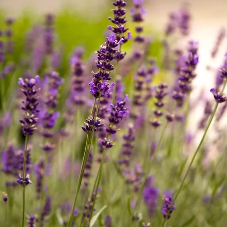 Wohlfuehlhotel Berg Heil Hotel 4*