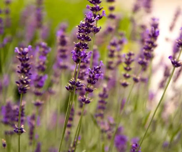 Wohlfuehlhotel Berg Heil Hotel 4*